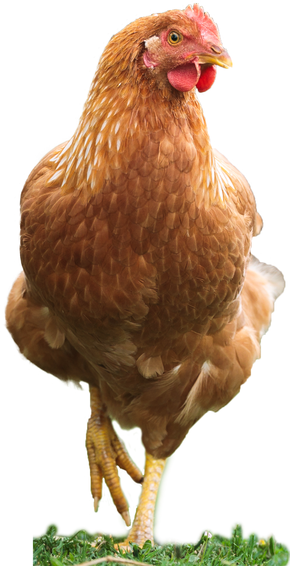 Come allevare correttamente i polli