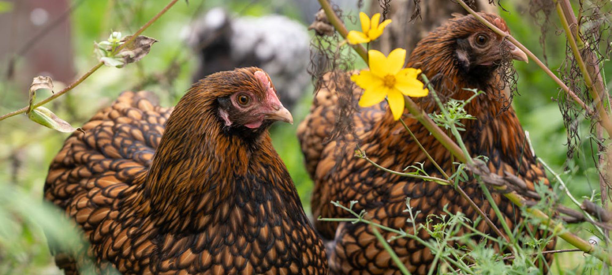 A cosa prestare attenzione quando si acquistano polli?